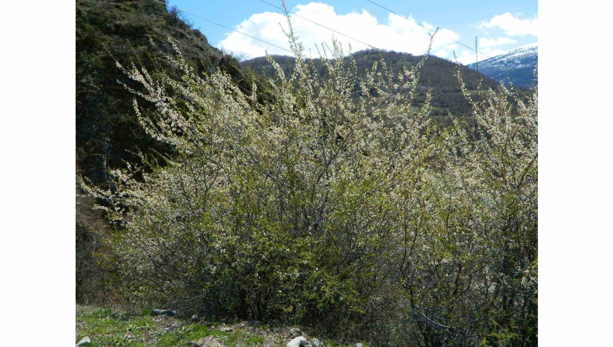 Posof'ta bahar sevinci