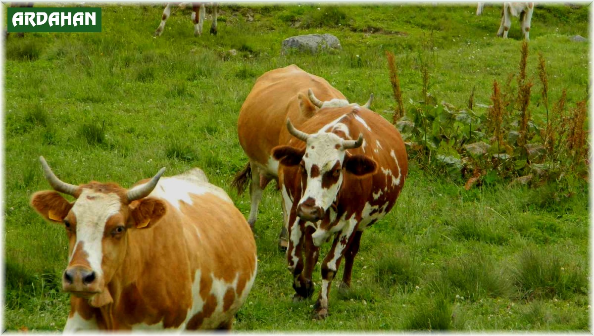 Posof'ta hayvan girişleri yasaklandı