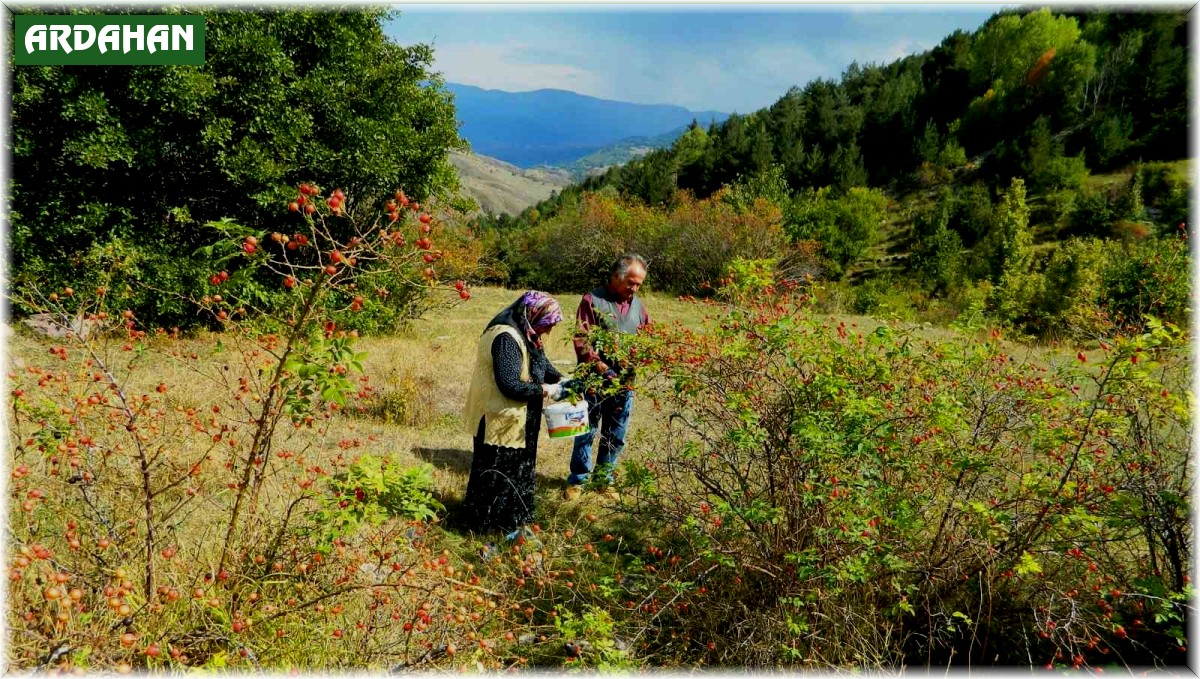 Posof'ta kış hazırlıkları
