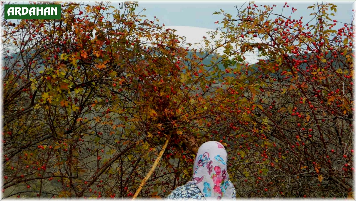 Posof'ta kuşburnu dallarında kaldı