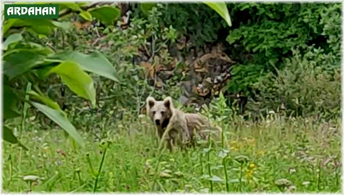 Posof'ta otlarla beslenen bozayı görüntülendi