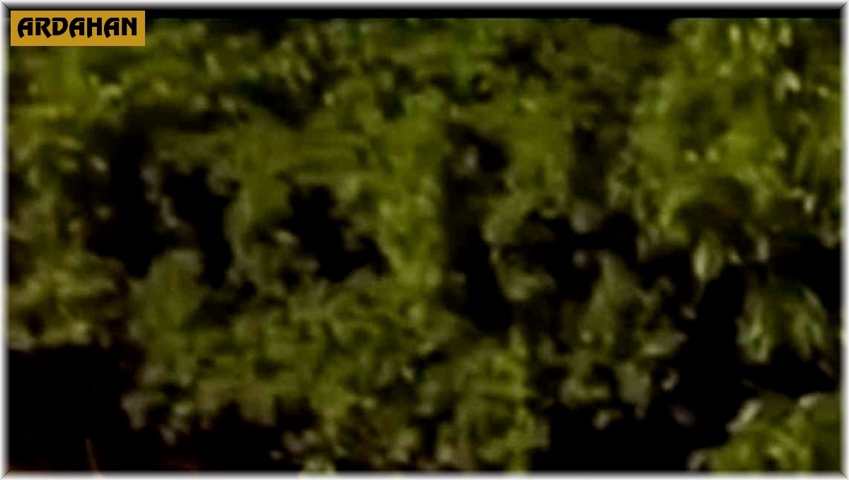 Posof'ta sağanak ve dolu etkili oldu