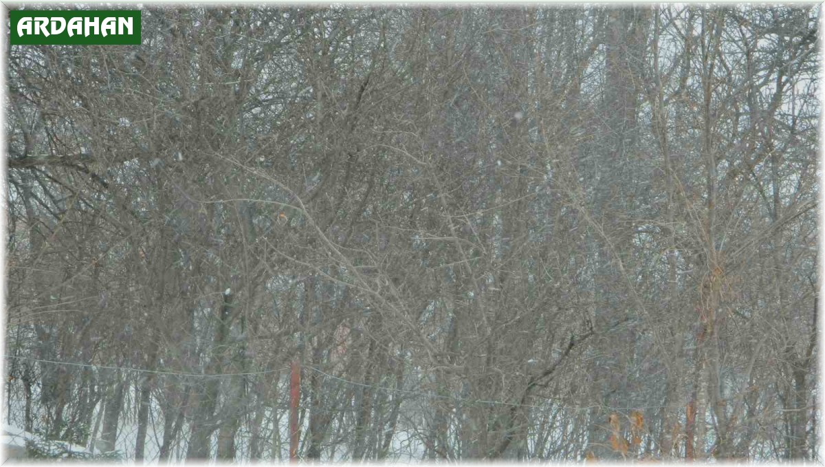 Posof'ta tipi etkili oldu