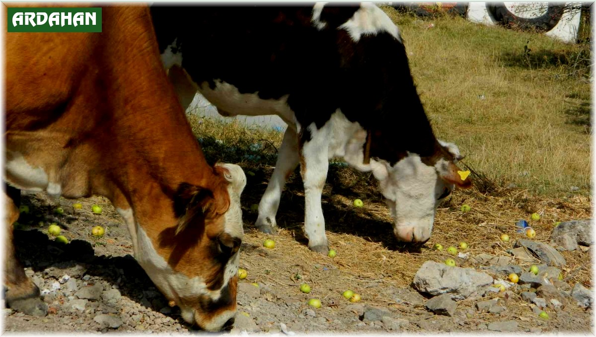Posof'ta toplanmayan meyveler hayvanlara kaldı