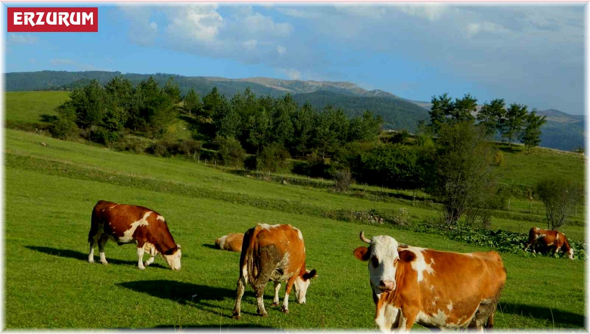 Posof'ta üç mevsim bir arada