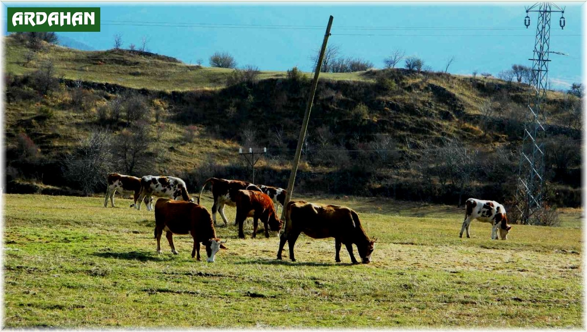 Posof'ta yazdan kalma günler