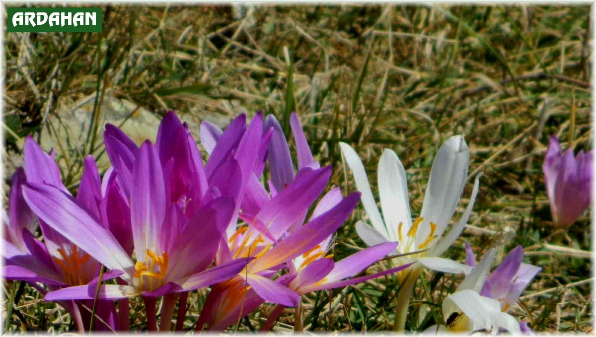 Posof Yaylaları Çiğdemlerle görsel şölen sunuyor