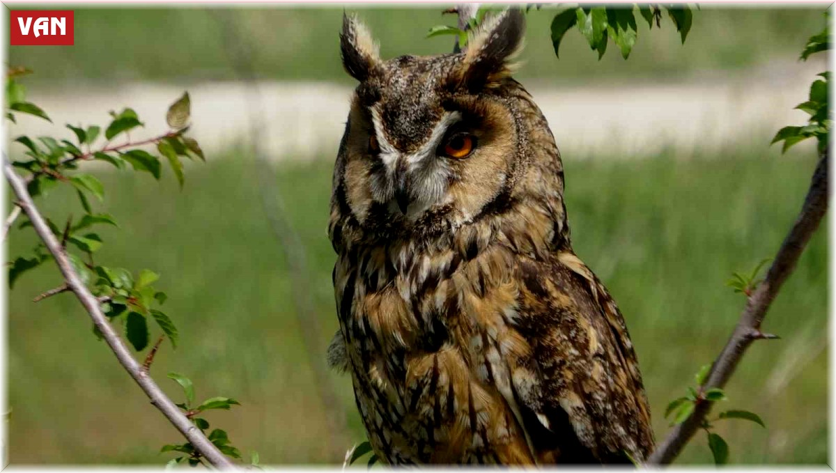 Prof. Dr. Aslan: "Van Gölü Havzası bu yıl çok sayıda göçmen kuşu karşılıyor"