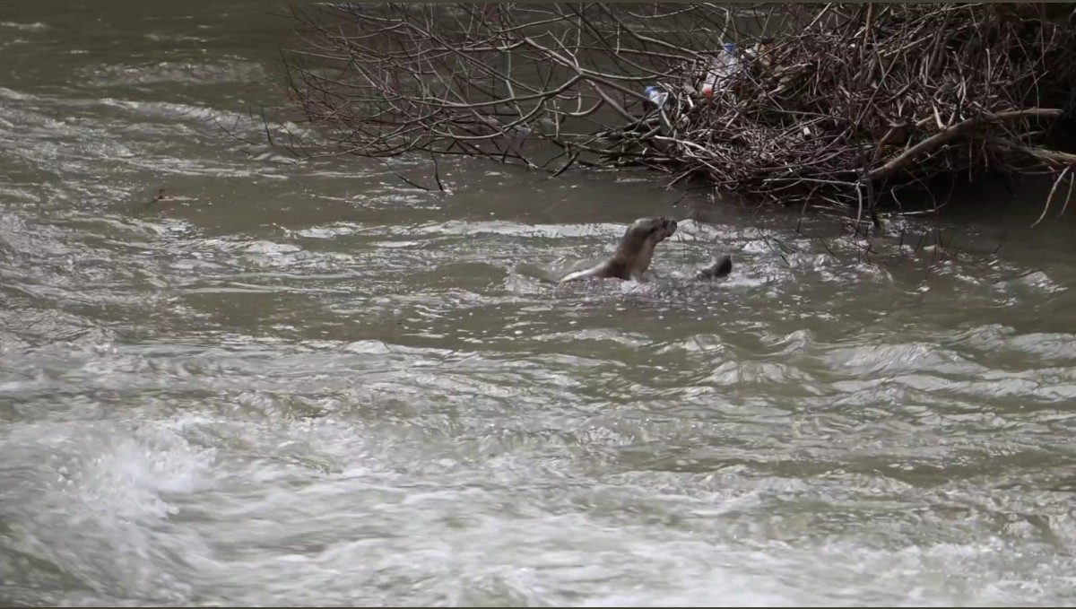 Pülümür Çayı'nda su samurlarının oyunu kamerada