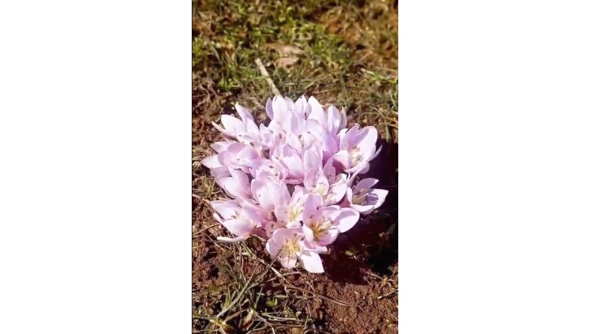 Pülümür Vadisi'nde çiğdemler yalancı bahara aldandı