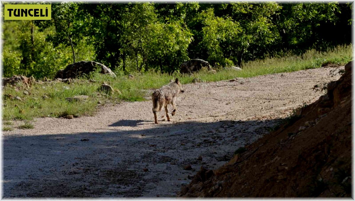 Pülümür Vadisi'nde kurt fotoğraflandı