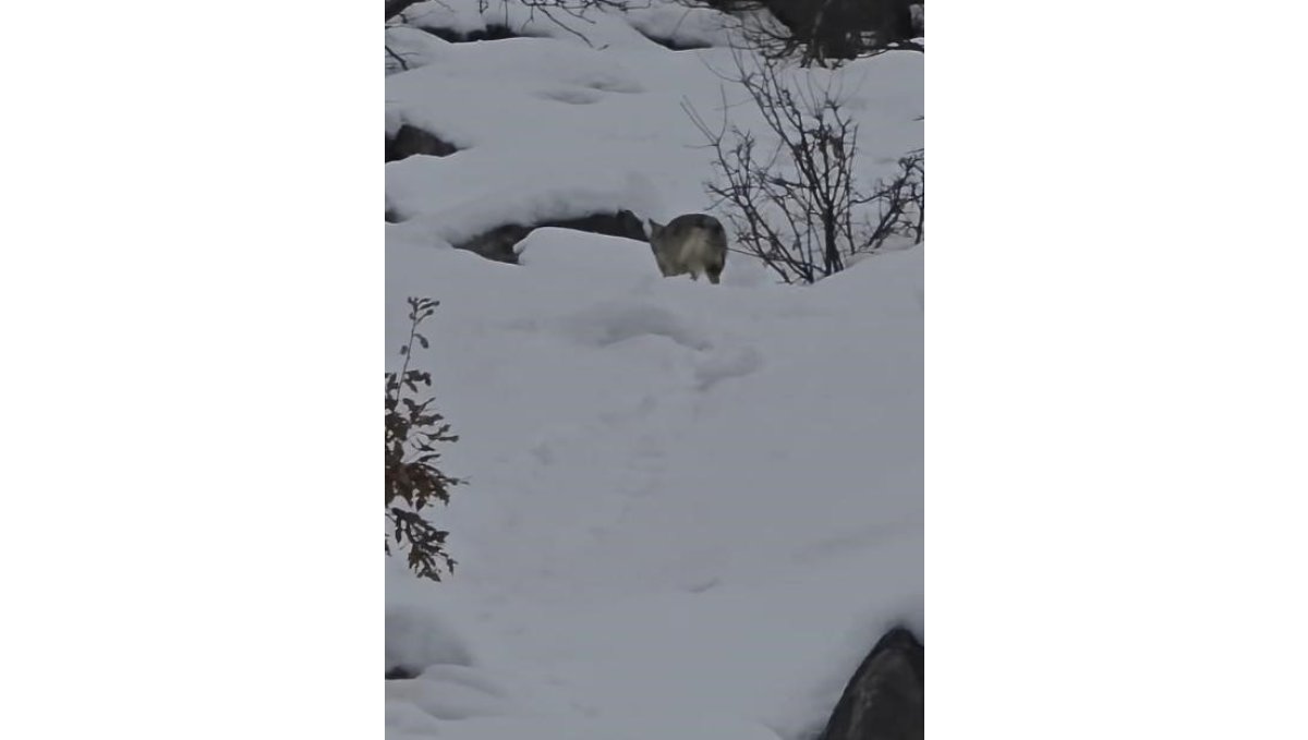 Pülümür Vadisi'nde yiyecek arayan kurt kamerada