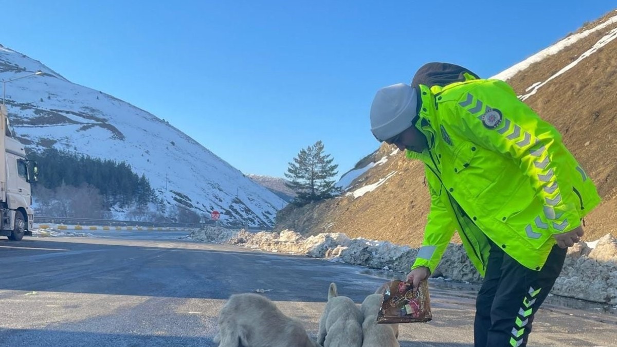 Refahiye'de polis ekipleri sokak hayvanlarını unutmadı