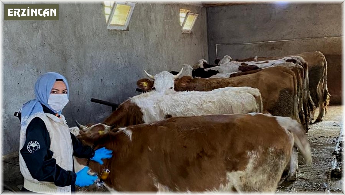 Refahiye'nin 121 köy ve 73 mezrasında hayvanlar aşılanıyor