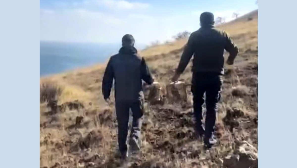 Rehabilite edilen keklikler yeniden doğayla buluştu