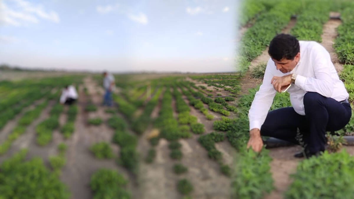 Rektör Alma Hasat Dönemi Yaklaşan Yer Fıstığı Tarlasını İnceledi