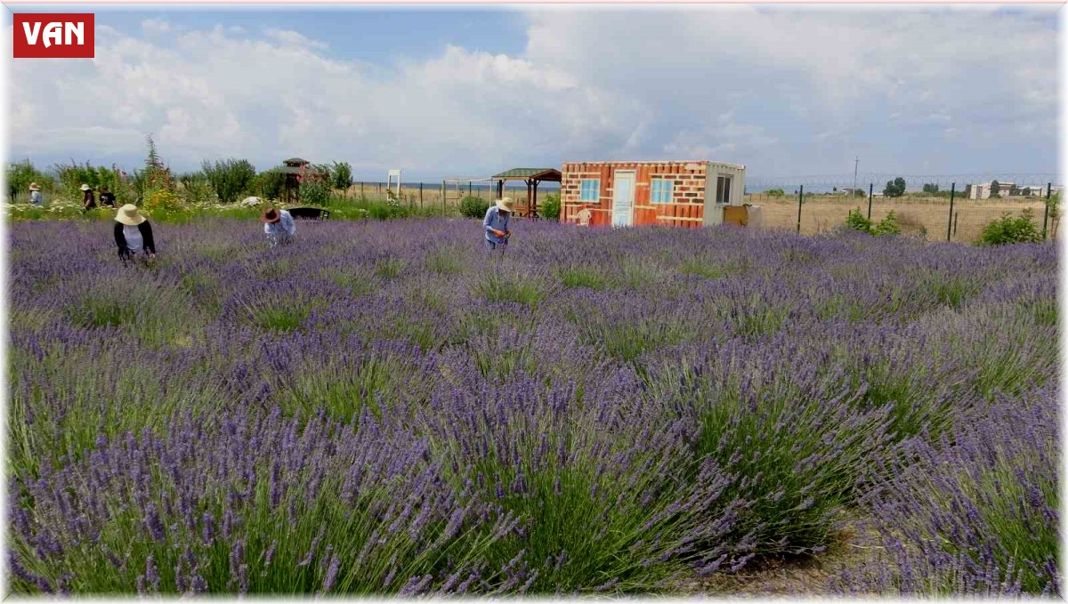 Renk cümbüşü tıbbi bitkiler doğal fotoğraf stüdyosu oluyor
