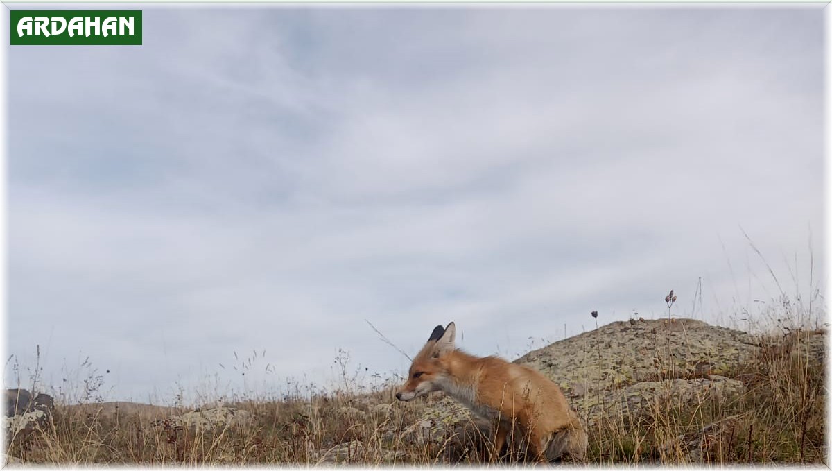Ressam Nuh, dostluk kurduğu tilkiyi her gün besliyor