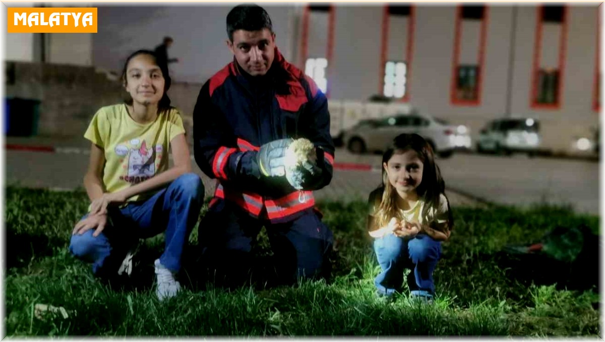 Rögar borusuna düşen kirpiler kurtarıldı