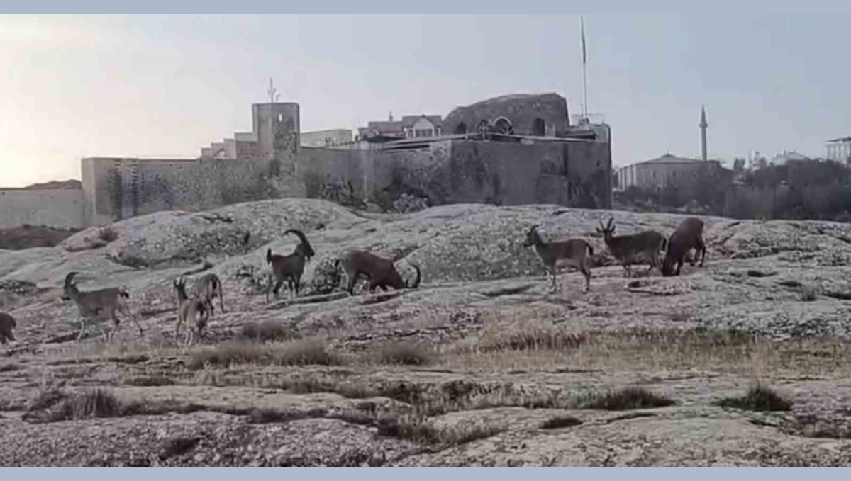Sabah saatlerinde dağ keçileri sürü halinde ortaya çıktı