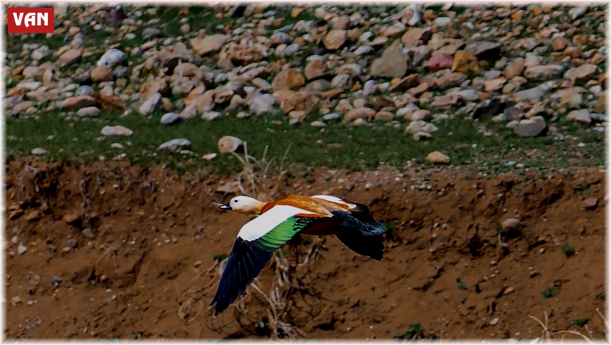 Sadakatin simgesi angut kuşu Başkale'de görüldü