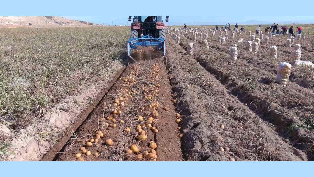 Sadece 50 dönümden 250 ton ürün bekliyor: Ercişli çiftçinin 'patates' bereketi