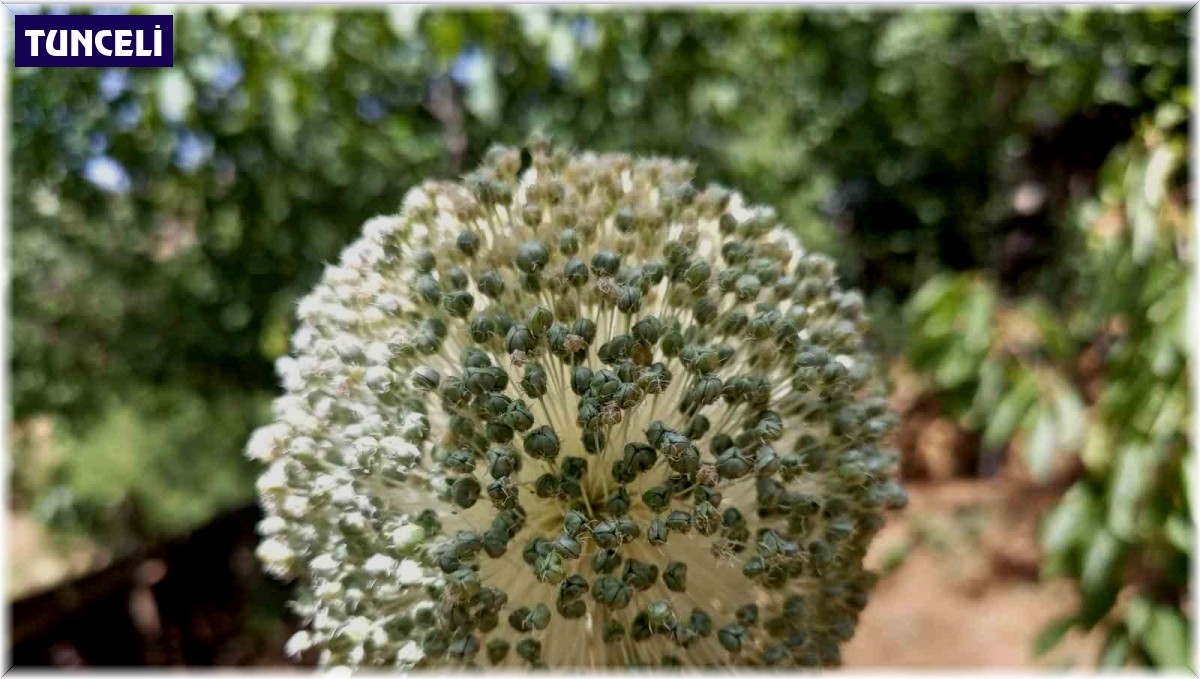 Sadece Tunceli'de yetişiyor: Toplamanın cezası 387 bin lira