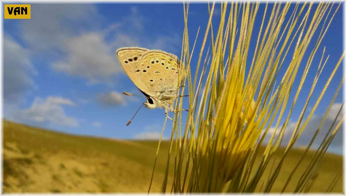 Sadece Van'da uçabilen "Rose'nin Çokgözlüsü" için kilometrelerce yol kat ettiler