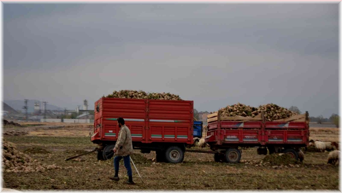 Sağanak yağış pancar üreticisinin işini zorlaştırdı