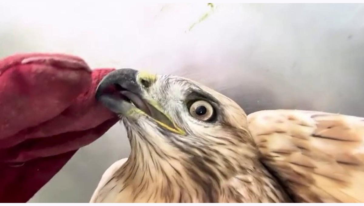 Sağlığına kavuşan kızıl şahin yeniden doğal yaşam alanına bırakıldı