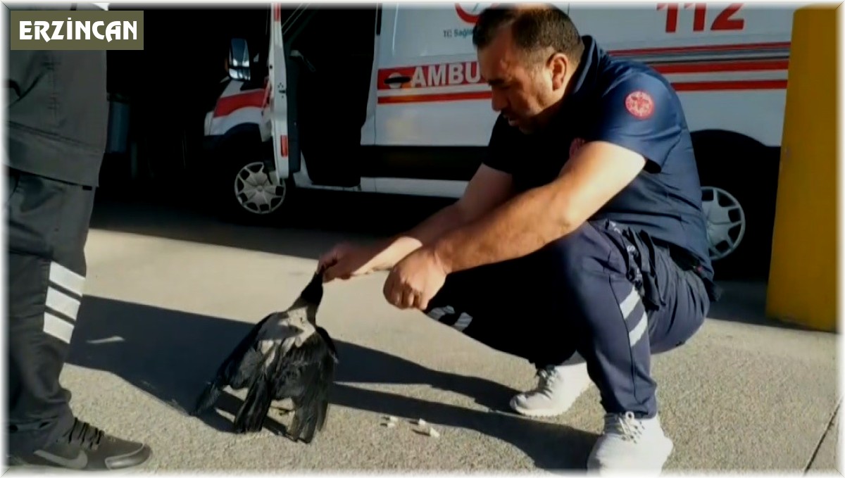 Sağlık çalışanının elleriyle beslediği karga yanından ayrılmıyor