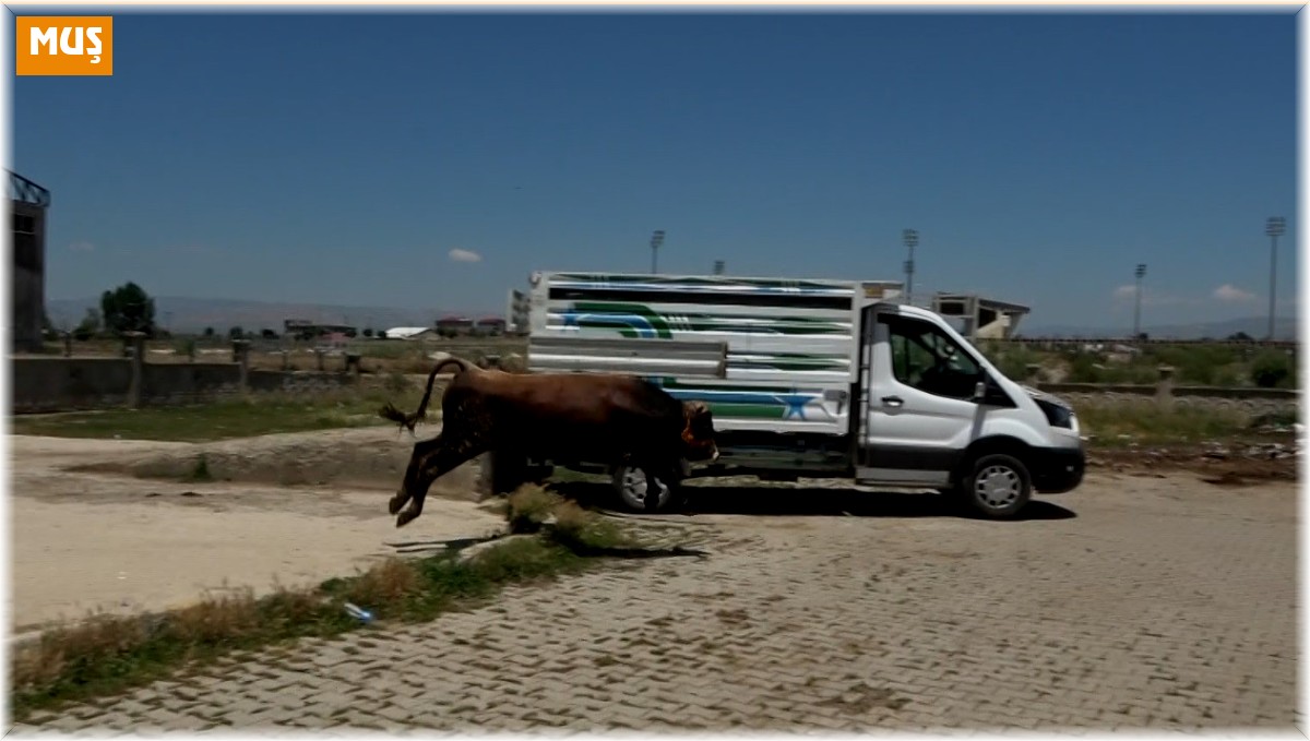 Sahibinin elinden kaçan dana pazar yerini birbirine kattı