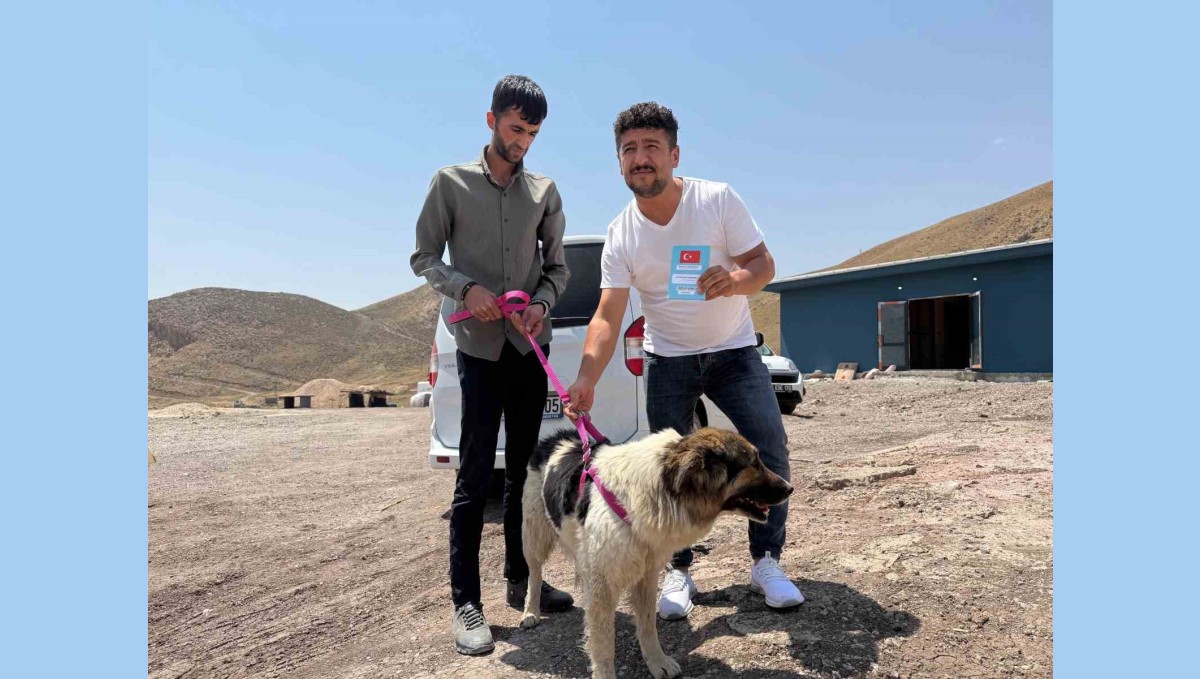 Sahibinin mezarından ayrılmayan köpek, sanatçı Ceylan Ertem'e emanet