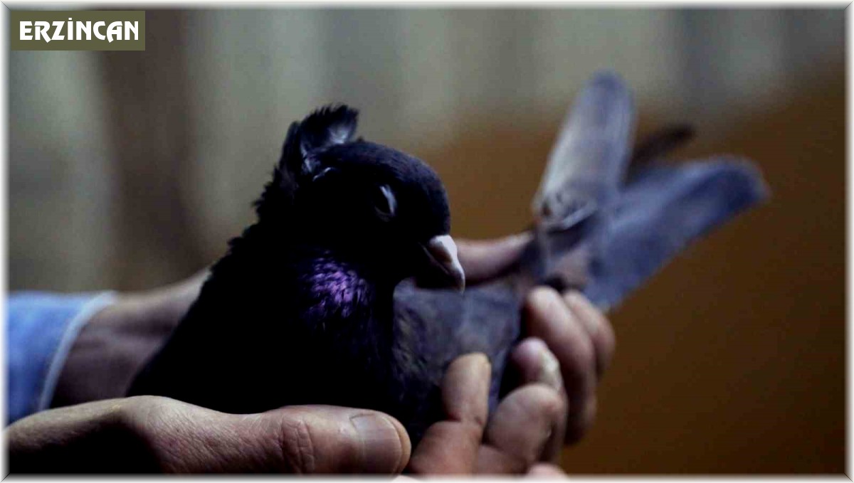 Sahibinin ömrünü uzatan güvercin