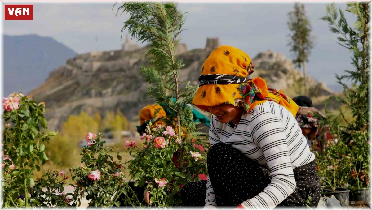 Sahil Yolu'nda peyzaj ve ağaçlandırma çalışmaları sürüyor