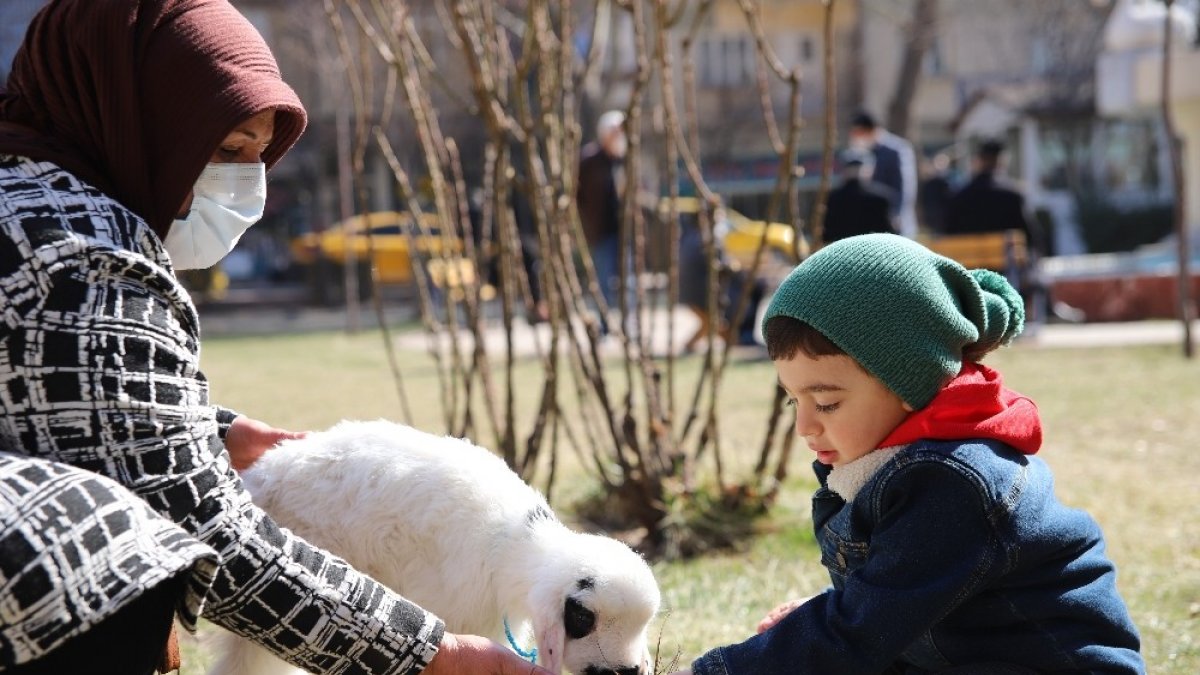 Sahiplendiği kuzu, hem evinin neşesi, hem de terapisi oldu