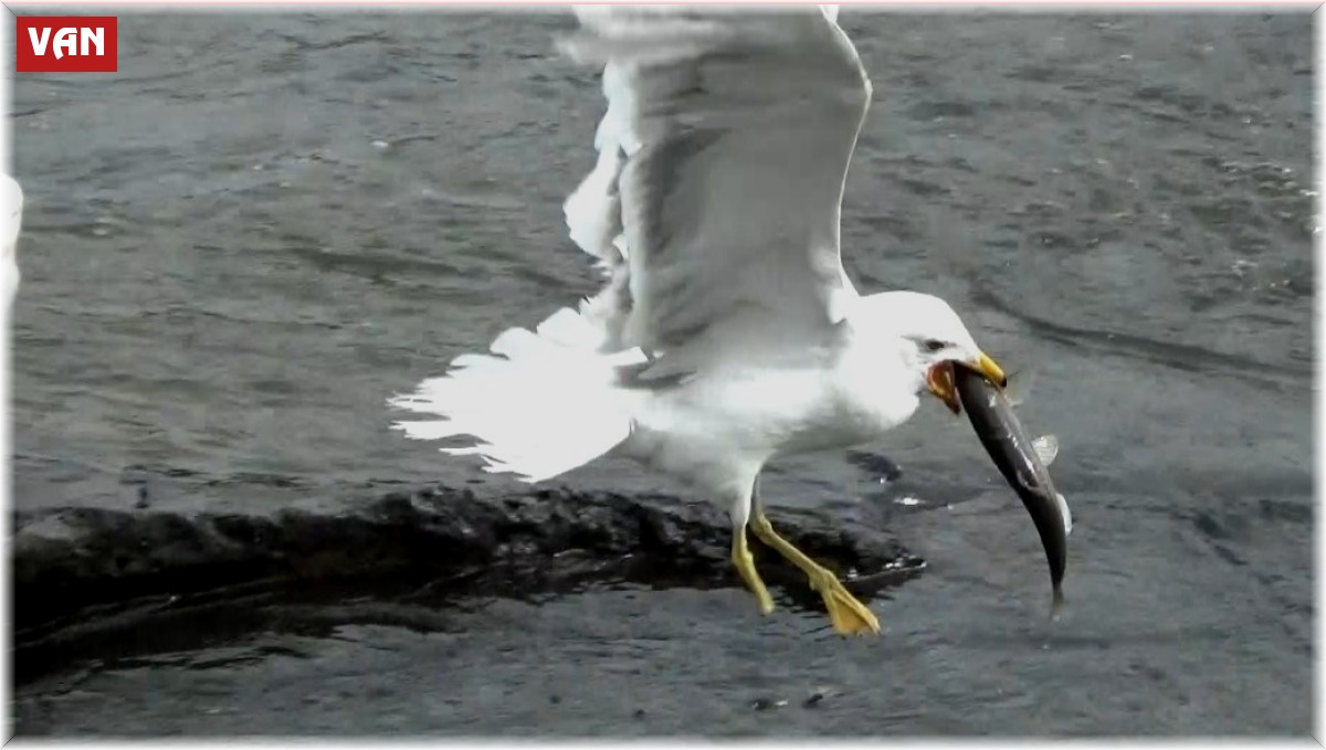 Sakat martının yaşam mücadelesi