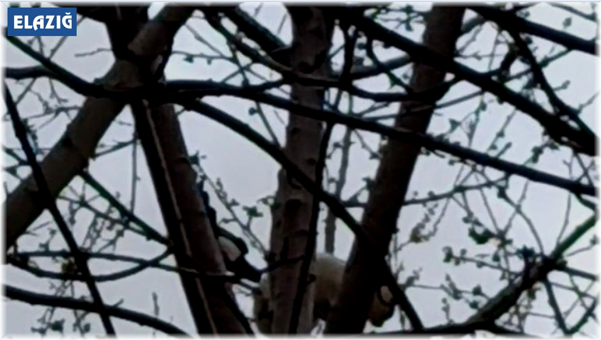 Saksağan ağaçtaki kediyi gagasıyla vurarak düşürmeye çalıştı