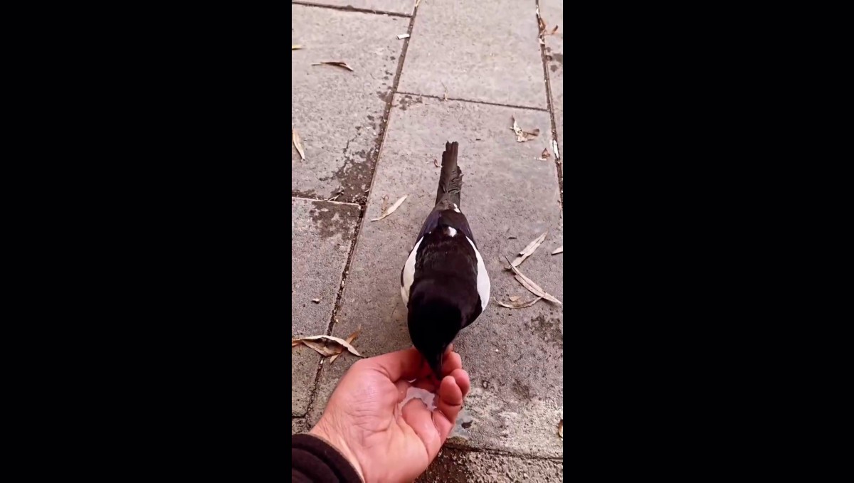 Saksağan ile ilçe esnafının renkli görüntüleri ilgi gördü