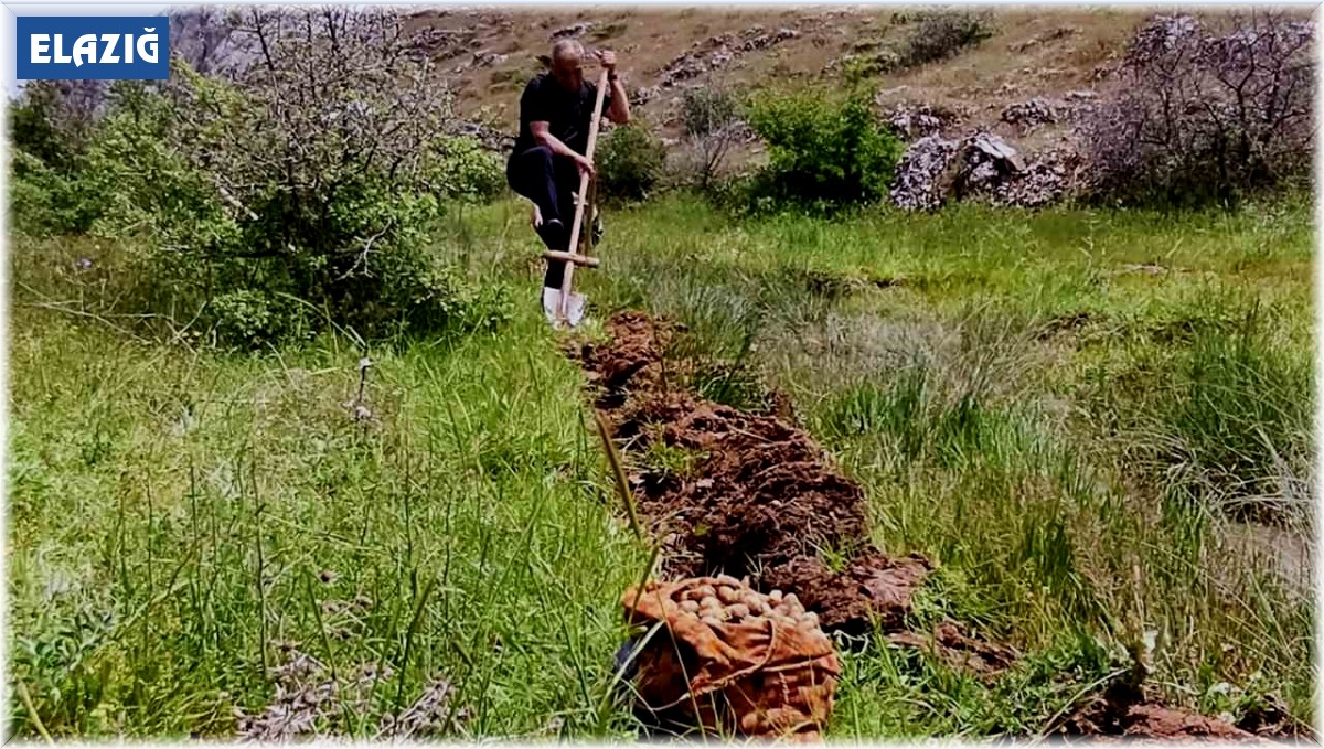 Salep soğanı toplayan 6 kişiye 678 bin lira ceza