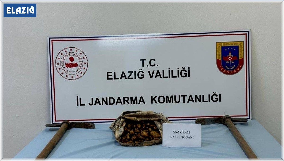 Salep soğanı toplayan şahıs suçüstü yakalandı