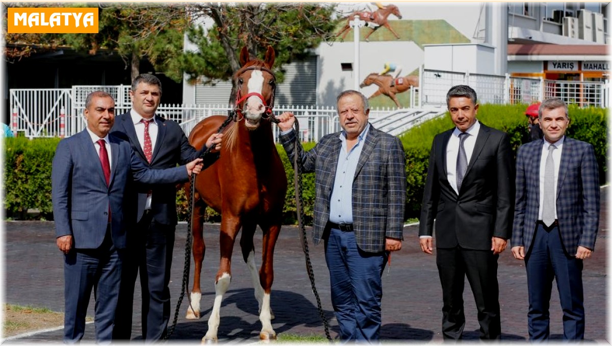 Şampiyon atın yavruları rekor fiyatla satıldı