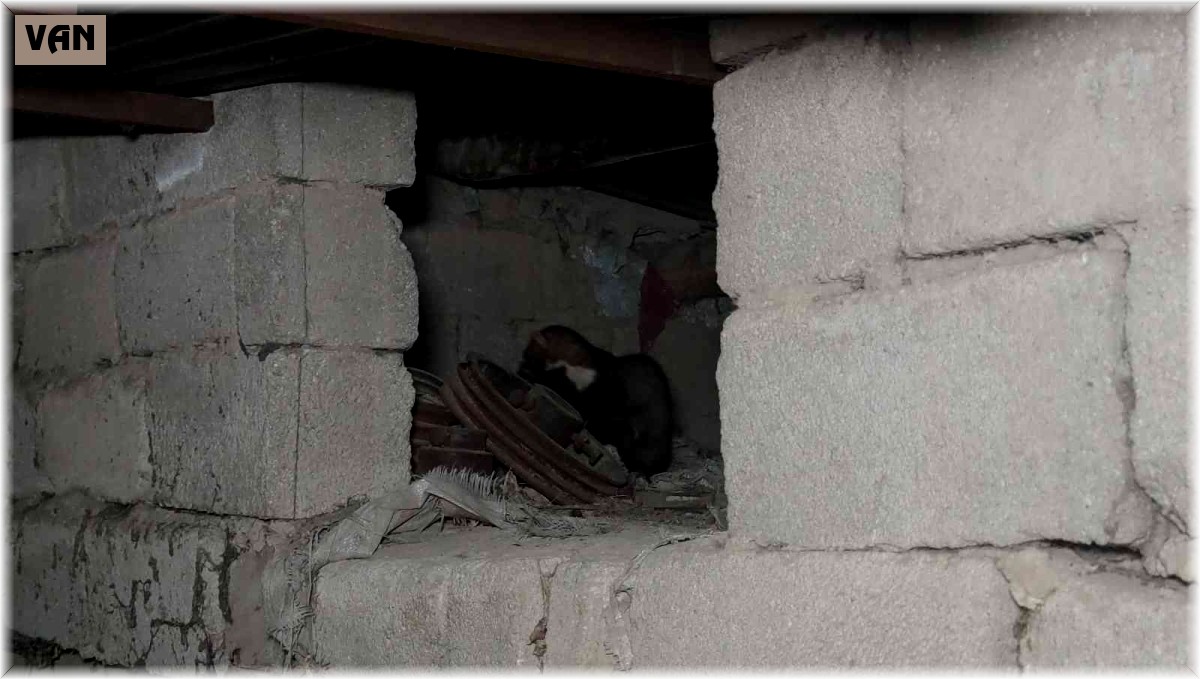 Sansarlar, Akyüz ailesini tedirgin ediyor