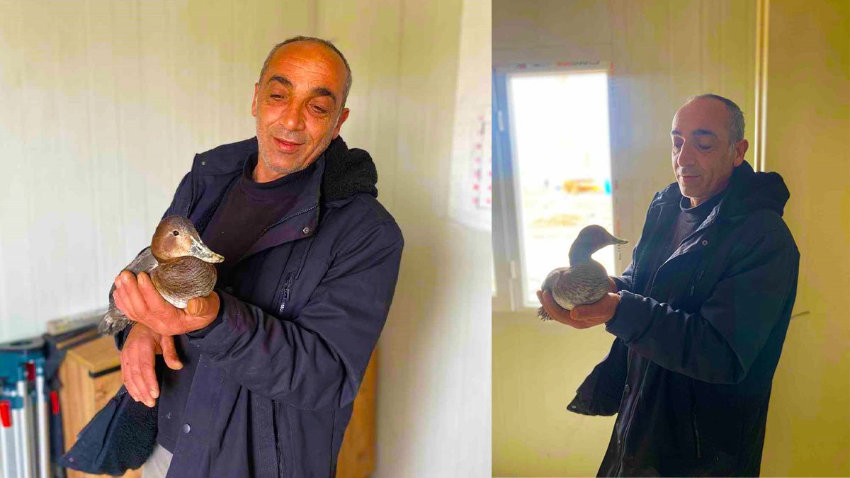 Şantiyede Buldu, İki Gün Yanından Ayrılmadı: Yaralı Yabani Ördek Tedavi Altında