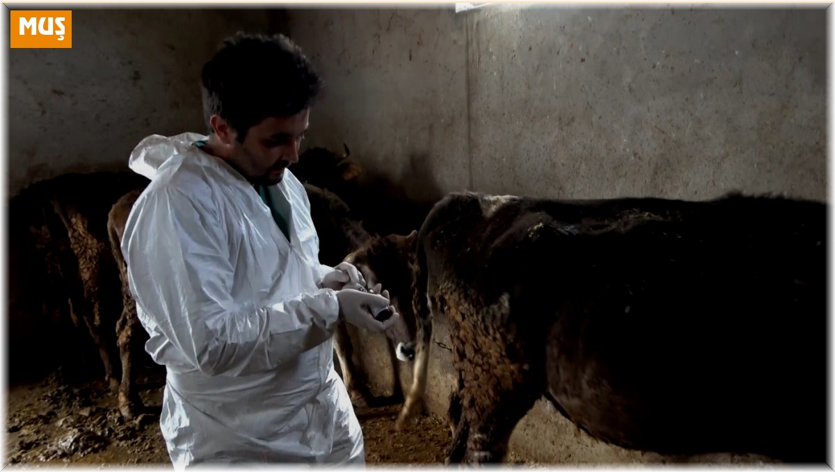 Şap hastalığına karşı Muş'ta aşılama devam ediyor