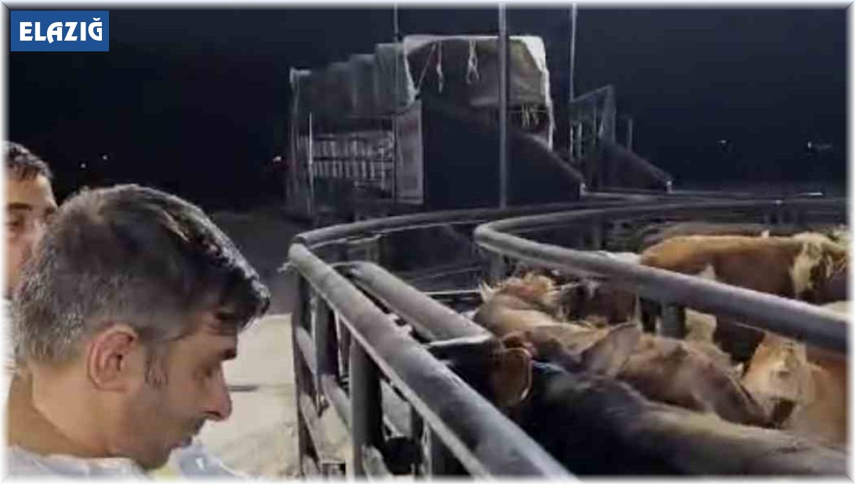 ŞAP hastası 29 hayvan Elazığ'da yakalandı, sahibine 199 bin lira ceza kesildi