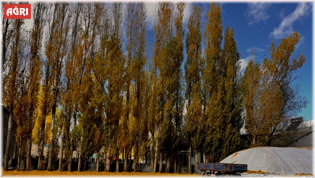 Sararan yapraklar toprakla buluştu