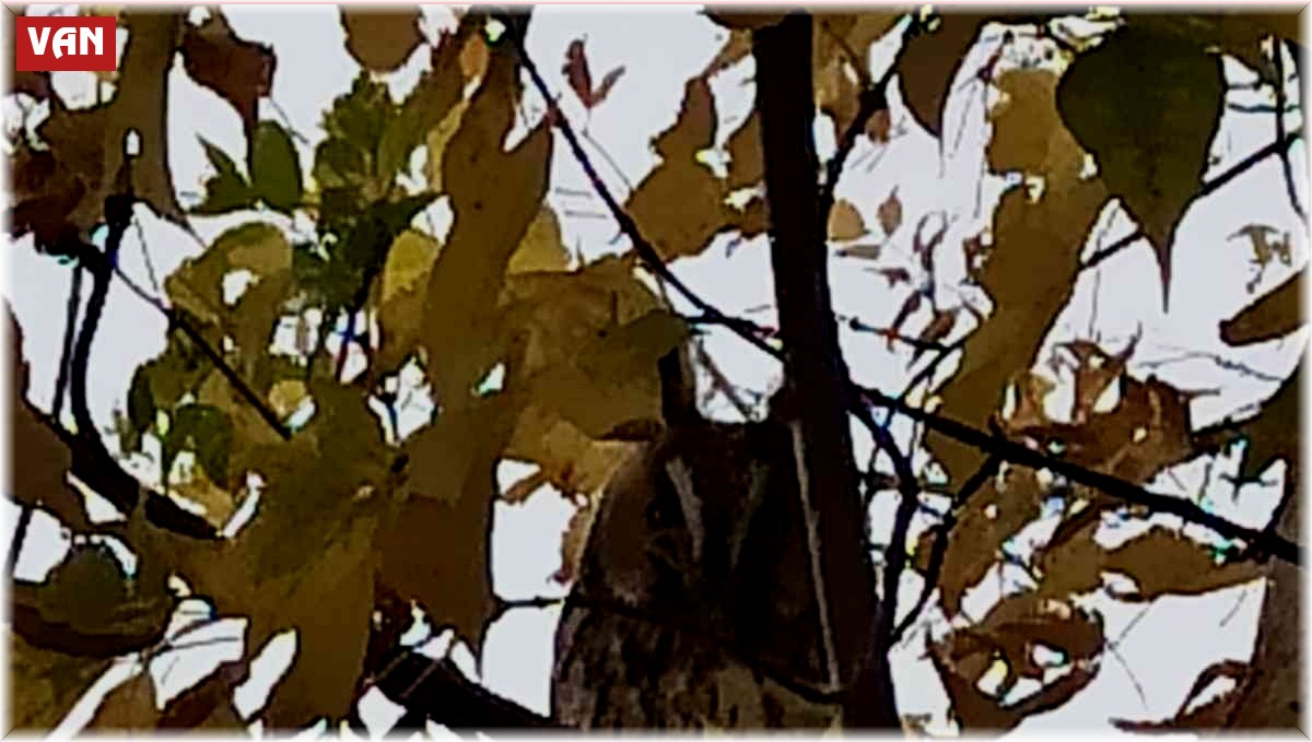 Saray'da kulaklı orman baykuşu görüntülendi