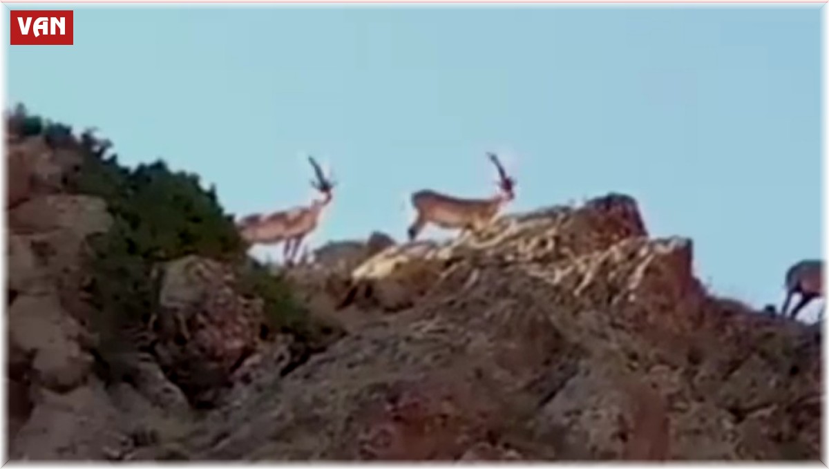 Saray'da yaban keçileri görüntülendi