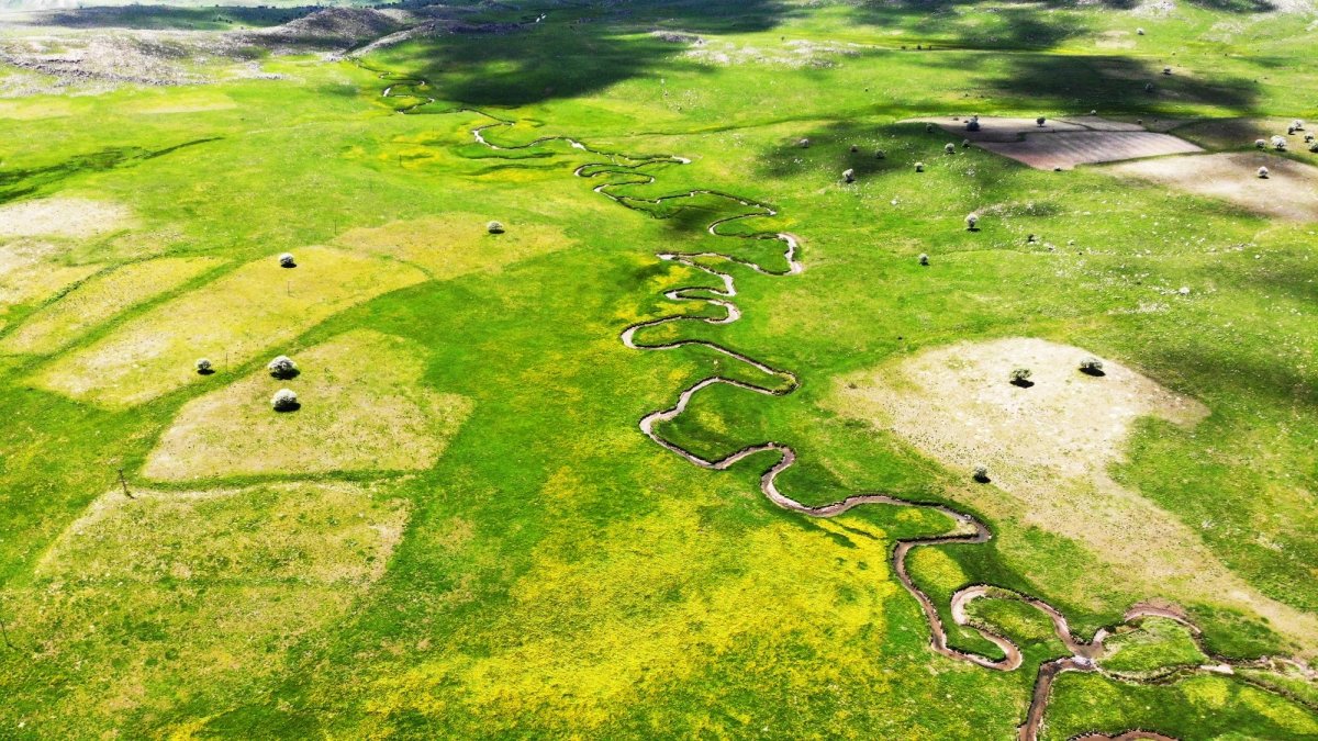 Sarı çiçeklerin arasındaki menderesler hayran bırakıyor